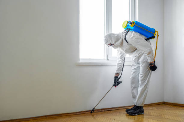 Best Flea Control Services  in Medina, WA