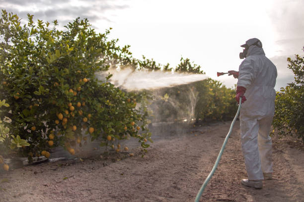 Best Mosquito Control Services  in Medina, WA